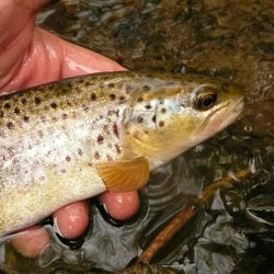 Grand River Hatch Chart - Fly Fishing - Ontario Fishing Forums